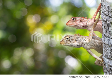 Two Thai chameleons behind the tree trunk on blurred green bokeh background Two Thai chameleons behind the tree trunk on blurred green bokeh background 87515852