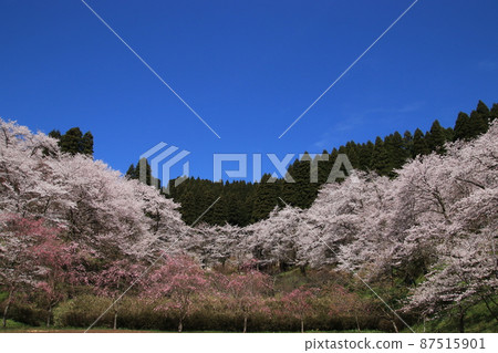 櫻花景色（富山縣小矢部市城山公園） 87515901