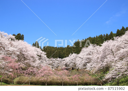 櫻花景色(富山縣小矢部市城山公園) 櫻花景色(富山縣小矢部市城山公園) 87515902