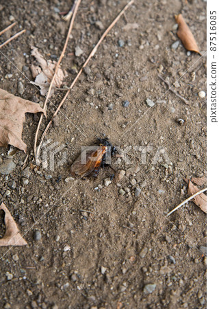 Insect carcass Insect mortality Insect carcass Insect mortality 87516085