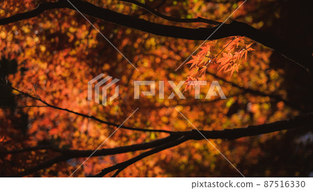 Autumn leaves 87516330