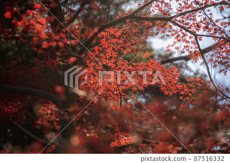 Autumn leaves 87516332