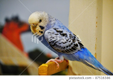 Sekisei parakeet 87516386