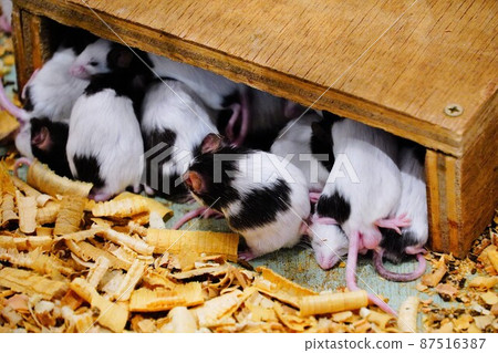 Black and white mouse Black and white mouse 87516387