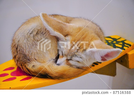 Fennec Fennec 87516388