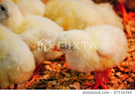 小雞 小雞 87516394