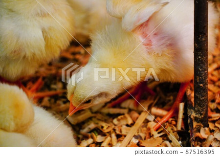 小雞 87516395