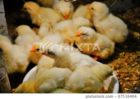 Chick Chick 87516404