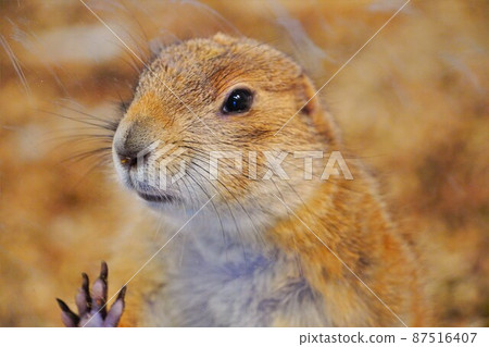 Prairie dog Prairie dog 87516407