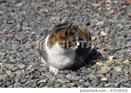 Sakura cat's sunbathing ② 87516502
