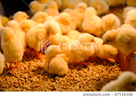 Collective behavior 87516586