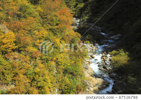 Kurobe Gorge of autumn leaves Keyakidaira Somaya Onsen Kurobe Gorge of autumn leaves Keyakidaira Somaya Onsen 87516798