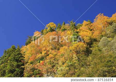 Kurobe Gorge of autumn leaves Keyakidaira Somaya Onsen 87516854