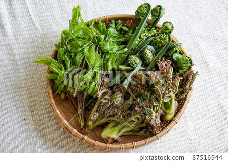 野生植物 87516944