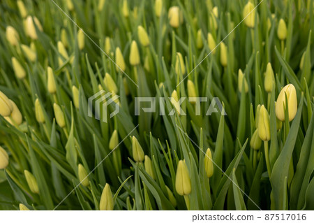 Top view bouquet with beautiful yellow tulips and green stems leaves natural fresh plant decor Top view bouquet with beautiful yellow tulips and green stems leaves natural fresh plant decor 87517016