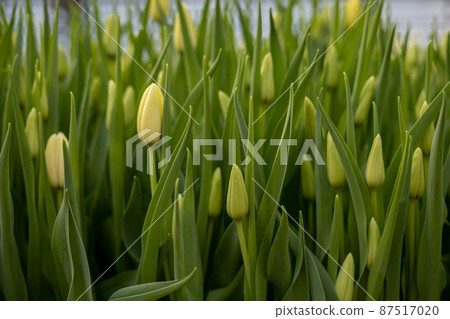 Closeup beautiful tulips buds green leaves and stems with blurred copyspace Closeup beautiful tulips buds green leaves and stems with blurred copyspace 87517020