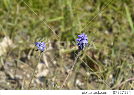 Common grape hyacinth 87517154
