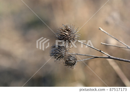 Lesser burdock 87517173