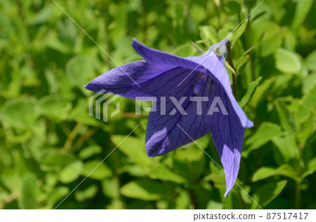 夏花:桔梗藍紫色花,5瓣星形展開。秋七藥之一。 夏花:桔梗藍紫色花,5瓣星形展開。秋七藥之一。 87517417