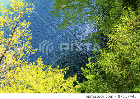 Azusa 湖岸邊的新鮮綠色 87517445