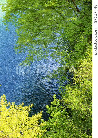 Fresh green on the shores of Lake Azusa 87517446