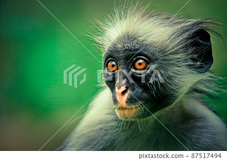 Colobus, Tanzanian monkey 87517494