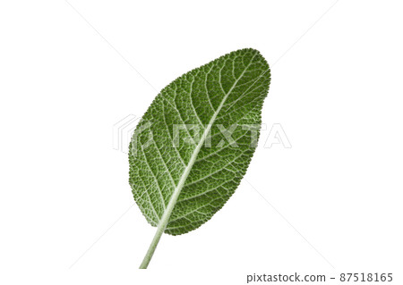 Green leaf of sage isolated on white. Fresh essential herb. Close up, copy space, side view Green leaf of sage isolated on white. Fresh essential herb. Close up, copy space, side view 87518165
