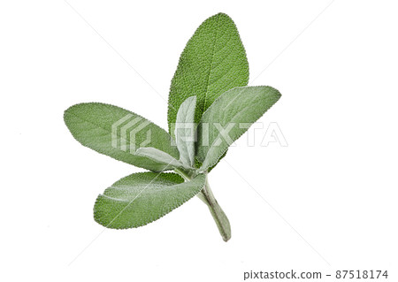 Organic fresh cutting of sage isolated on white background. Close up, copy space, side view Organic fresh cutting of sage isolated on white background. Close up, copy space, side view 87518174