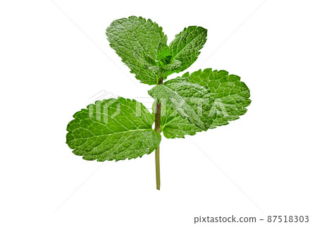 Stem of mint with fresh green leaves isolated on white background. Close up, copy space Stem of mint with fresh green leaves isolated on white background. Close up, copy space 87518303