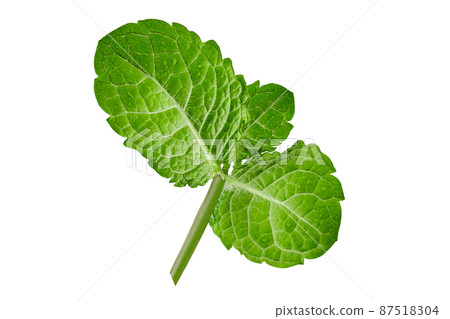 Green sprig of mint with water droplets on leaves isolated on white background. Close up, copy space Green sprig of mint with water droplets on leaves isolated on white background. Close up, copy space 87518304