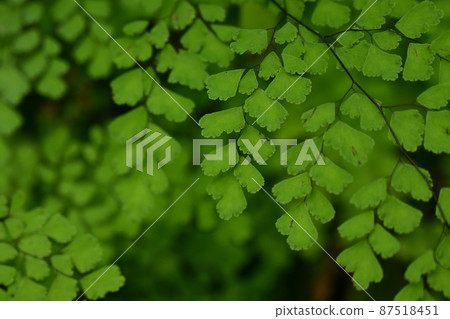Native to Asian tam, bracken family, tropical America Native to Asian tam, bracken family, tropical America 87518451