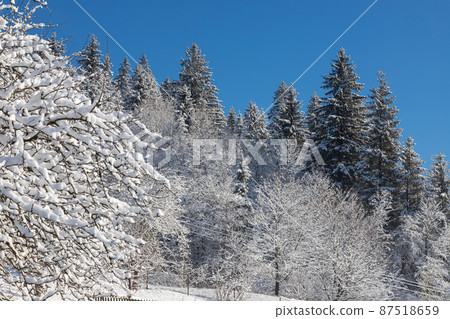 Winter forest with snow on trees and floor 87518659