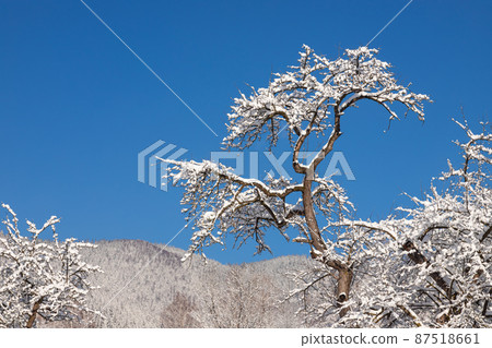 Winter forest with snow on trees and floor 87518661