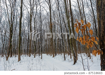 Winter forest with snow on trees and floor Winter forest with snow on trees and floor 87518683