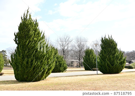 Juniperus chinensis, Cupressaceae, Juniperus chinensis 87518795