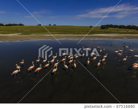 Flamingos in La Pampa, Argentina Flamingos in La Pampa, Argentina 87518880