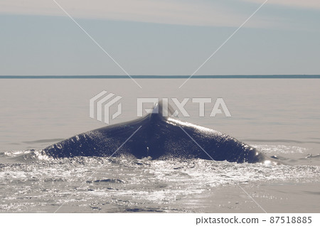 Whale tail in Peninsula Valdes,, Patagonia, Argentina 87518885