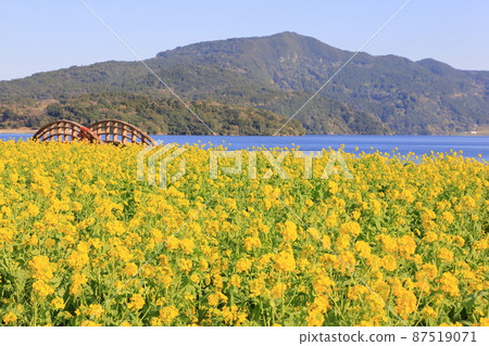Rape blossoms in early bloom 87519071