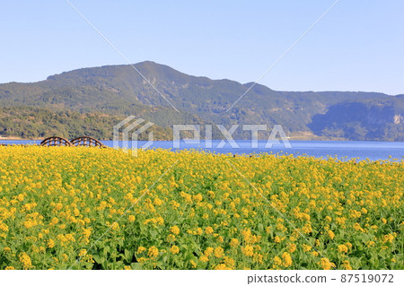 Rape blossoms of early bloom Rape blossoms of early bloom 87519072