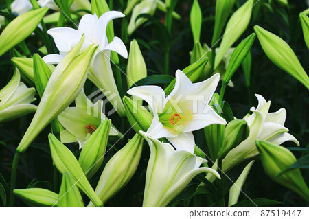 綻放的麝香百合花,鐵砲百合花,復活節百合花,喇叭百合花 綻放的麝香百合花,鐵砲百合花,復活節百合花,喇叭百合花 87519447