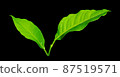 Green leaf with water drop on skin isolated on black background with clipping path 87519571