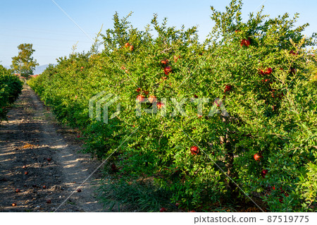 Row of pomegranate trees with ripe fruits on green branches. Horizontal photo. Row of pomegranate trees with ripe fruits on green branches. Horizontal photo. 87519775