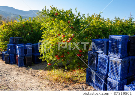 Pomegranate harvesting boxes next to pomegranate trees in sunny day. Preparing to pick fruit. Horizontal photo. Pomegranate harvesting boxes next to pomegranate trees in sunny day. Preparing to pick fruit. Horizontal photo. 87519801