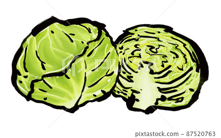 Cabbage illustration material 87520763