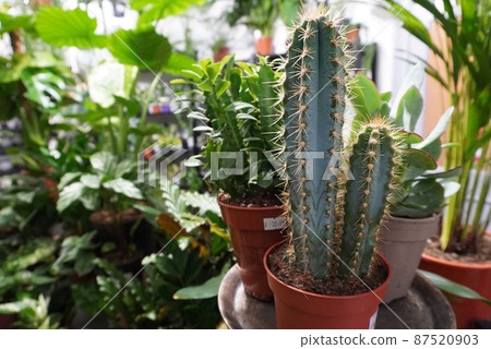 Cactus @THE PLANT POINT Cactus @THE PLANT POINT 87520903