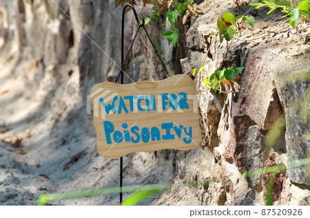 Hand Painted Watch For Poison Ivy Sign Along Sandy Beach Trail beside Vine of Poison Ivy Hand Painted Watch For Poison Ivy Sign Along Sandy Beach Trail beside Vine of Poison Ivy 87520926