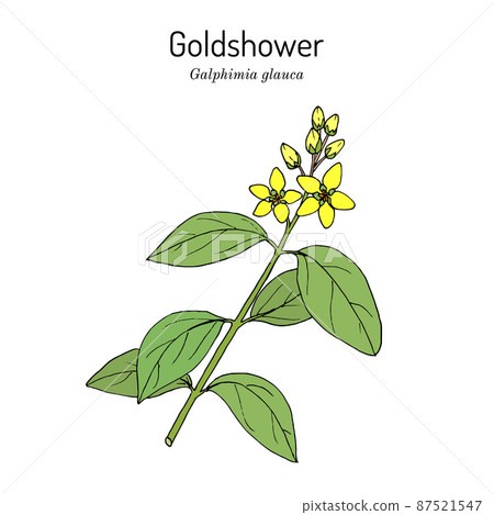 Goldshower galphimia or thryallis glauca , medicinal plant Goldshower galphimia or thryallis glauca , medicinal plant 87521547