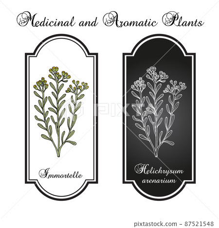 Immortelle Helichrysum arenarium, or dwarf everlast , medicinal plant Immortelle Helichrysum arenarium, or dwarf everlast , medicinal plant 87521548