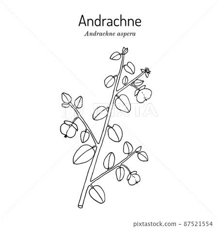 Andrachne Andrachne aspera , medicinal plant 87521554