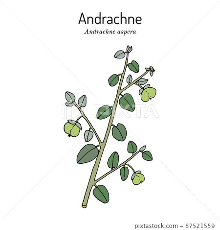 Andrachne Andrachne aspera , medicinal plant 87521559